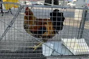 7.2強震撼全台/天王星救出雞...飼主卻遭質疑「逃難不帶雞」！　她怒斥：怎麼救？