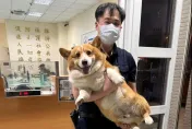 胖柯基迷路攔便車被送派出所！　警協尋公告曝「腿短搔不到頭」...飼主秒認出