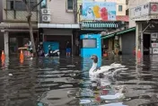 逢大潮就淹！旗津海水倒灌「家具全泡湯」　水利局：改善工程年底前完工