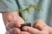 吸大麻恐造成「心血管疾病」！醫示警：對未成年腦部發育傷害甚大
