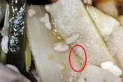 影/打開餐盒蛆在爬！桃園4.5星燒臘飯出事　「保護色」活體蠕動畫面曝
