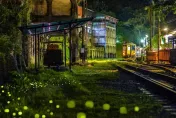 螢火蟲旺季來囉！新北「最佳賞螢地」攻略一次看　搭公車坐捷運就可到