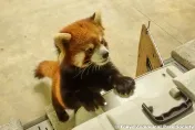 台北動物園小貓熊「可頌」到日本了！聰明沉穩不挑食　列入最佳相親名單