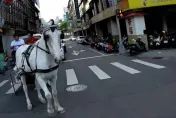 一生一次要浪漫！台中街頭驚見「馬車娶親」　警：未申請路權將罰