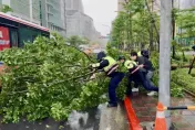 影/北市內科10米高路樹倒塌　尖峰時段擋道出動吊車排除