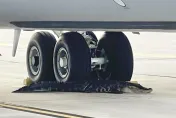 影/美空軍基地竟然有「尖齒飛行員」？鱷魚疑求偶誤闖跑道嚇壞眾人