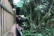 7旬翁修剪樹木「踩破採光罩」墜樓！小腿遭欄杆刺穿　現場滿地鮮血
