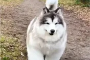 從小想當狗！牧羊犬男再進化　再升級「2細節」超精緻