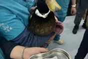 野鴨中彈「求生欲」攔路求助終去世　網友痛心：嚴懲虐待動物惡徒