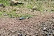 上萬馬陸「狂竄蠕動」嚇壞一票人！　農場道歉親解成因：其實不罕見
