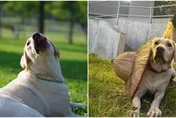 新北5歲搜救犬「木蘭」癌逝　領犬員淚崩：何其有幸與你相遇