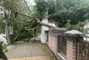 影/暴雨慘況曝光！新北樹林路樹穿牆壓街　險砸中路邊攤販