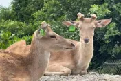 盜獵猖獗！墾丁驚傳「梅花鹿慘遭斬首」　居民：暗夜槍響難眠