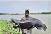 高雄釣到粗壯「生態殺手」！蓮池潭驚見80公分長魚虎　釣客：僵持10多分鐘