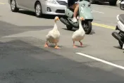 新竹2隻大白鵝「沒牽繩」萌逛大街！路人出手抓鵝　飼主縱容嗆：出車禍我負責