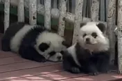 鬆獅犬cosplay貓熊不挨罵反暴紅　動物園曝背後無奈原因