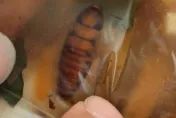 整包羹湯驚見蟑螂身軀！超噁畫面曝光　「老闆整鍋沒倒掉」還繼續賣