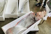 才捕獲2.5公尺地震魚！傍晚連2次規模5.9強震　船長認：數量比往年多