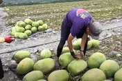 強震又遇盤商剝削「砍對半」！花蓮瓜農氣到2萬顆西瓜置河床自己賣