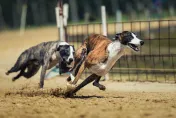 快訊/南韓驚傳「70多隻惡犬逃出狗場」　經查證僅2隻且已返回