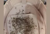 捕蚊燈+雪芙蘭竟是「滅蟲高手」！密密麻麻網驚呆：九代團聚了