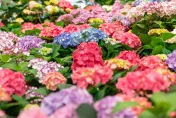 到台7賞花！繡球金針滿開風光 悠遊桃園18條農遊小旅行