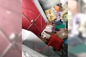 繁殖場煉獄！無良貓舍倒閉毛孩遭棄養　屎尿滿地、貓屍長蛆沒人管