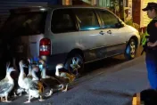 影/台中動物瘋狂1天2起！早上鴕鳥檔先放風　晚上鵝群抱團大街逃亡