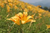 苗栗大湖「金針亮亮賞花節」5/25登場　800米花廊盛放金黃花海