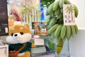 禁止「蕉綠」大陸青年流行辦公桌種香蕉　樹下辦公收成紓壓