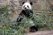 又受虐？網傳旅美大貓熊「洋洋」口吐白沫、挨餓暈倒　陸官方：誤會！