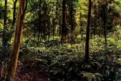 新北坪林茶鄉「夢幻螢光」　白天逛老街傍晚親近火金姑