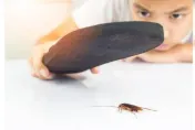 「拖鞋直接打爆」會讓蟑螂卵四散嗎？　專家給答案：我都直接捏死