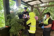 新北土城男3樓墜落地面腿部骨折　警消架梯救援送醫