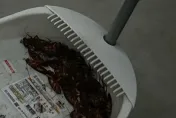 一次消滅所有蟑螂！　她曝「水煙」超好用：把整個家族都叫出來