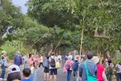 打芒果！「果然愛上你了」年度採果樂明開跑　望明綠色隧道雙向「封閉2小時」