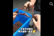 影/網紅一句「龍蝦隨便撿」…養殖場一晚湧入兩三百人　業者怒：幾萬斤蝦沒了