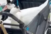 奇案！3歲女童信義區逛街「眼睛竟遭鴨啄傷」　飼主落跑這下慘了