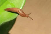 蛞蝓風波不斷！營養師曝「5種預防方法」千萬別吃未煮熟食物