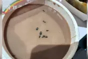 八強過奶？早餐店奶茶驚見「漂浮8小強」　網狂嘔：全家都在裡面