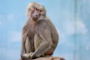你的愛怎給了他！寵物猴發現主人結婚超憂鬱　喝威士忌亂咬人洩憤