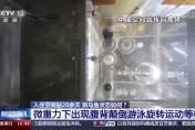 影/魚肚向上游泳、迷路轉圈圈…陸「太空養魚」後續曝　網敲碗：太空水煮魚