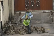 「猴城」快崩潰！數千猴子佔領泰國小鎮人猴衝突不斷　當局決定誘捕減少數量