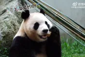 影/大貓熊「福寶」送節日祝福　「幹飯」模樣萌翻網友