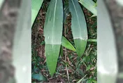 「颱風草」能預測颱風？學者：無足夠科學依據