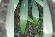 今年颱風草只有1摺...「襲台颱風僅1個」？　留言長知識了