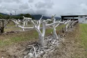 夏天樹上有雪？台東農改場出絕招「替果樹防曬」　一噴多效助釋迦健康茁壯