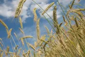 今「芒種」到！炎熱夏季來臨　7大開運養生與禁忌報你知