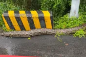 至少3公尺！金門驚見巨型緬甸蟒橫跨馬路　「又肥又長」路人嚇到腿軟