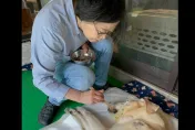 卸任總統前後狂曬2喵4汪　蔡英文新角色何時揭曉引關注